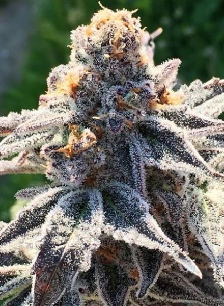 BC Bud Depot - The Breath (reg.)