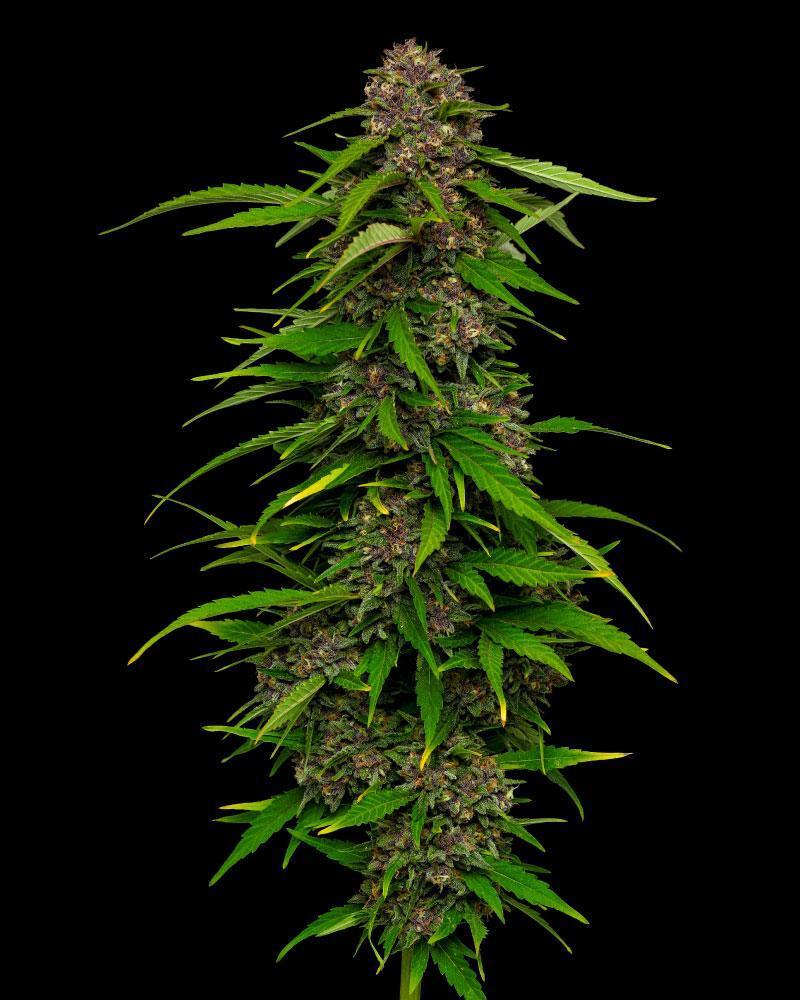 Humboldt Seed Company - Squirt Auto (auto/fem.) 🇺🇸