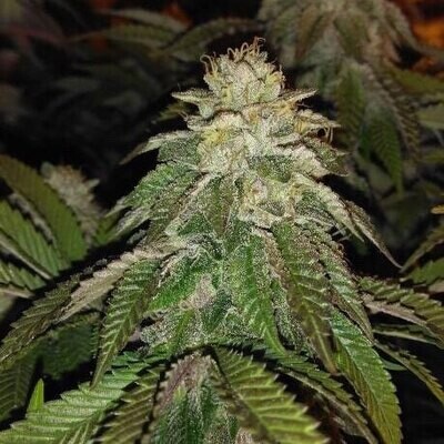 Oni Seed Co - Hot Tropic (reg.) 09150