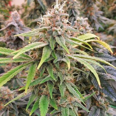 Oni Seed Co - Chem T Haze (reg.) 09151