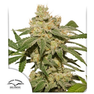 Dutch Passion - Auto Oh My Gusher (auto/fem.) 09152