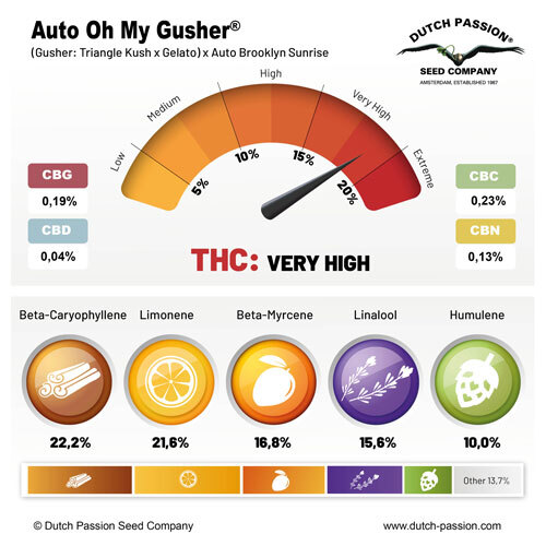 Dutch Passion - Auto Oh My Gusher (auto/fem.)