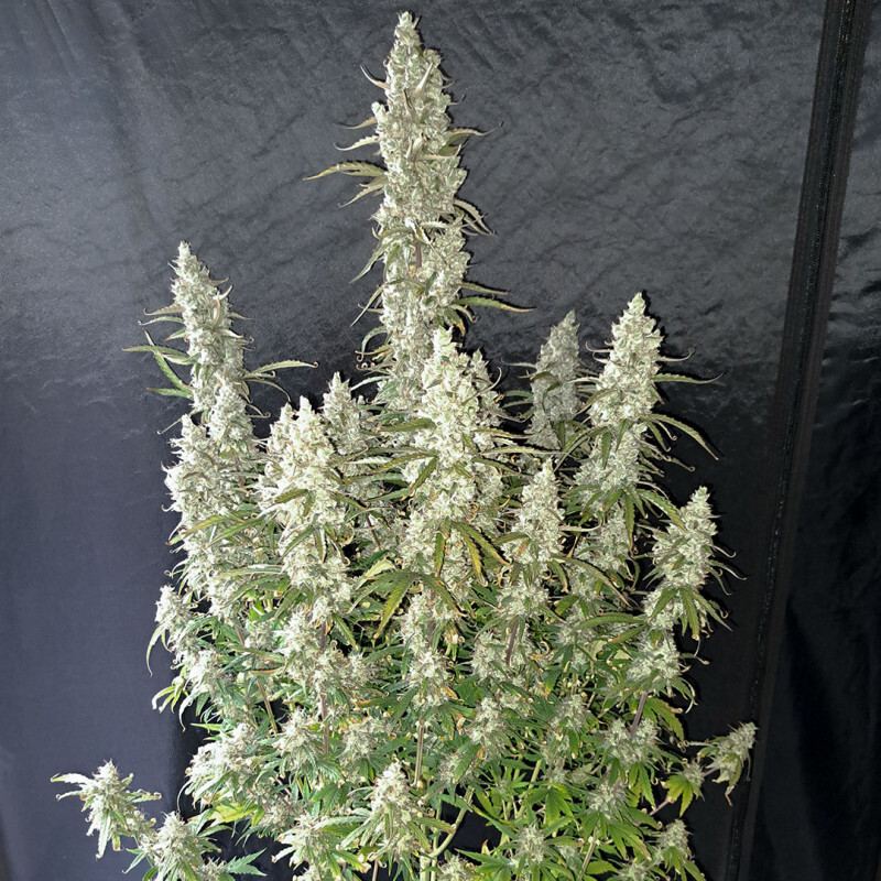 Dutch Passion - Auto Oh My Gusher (auto/fem.)