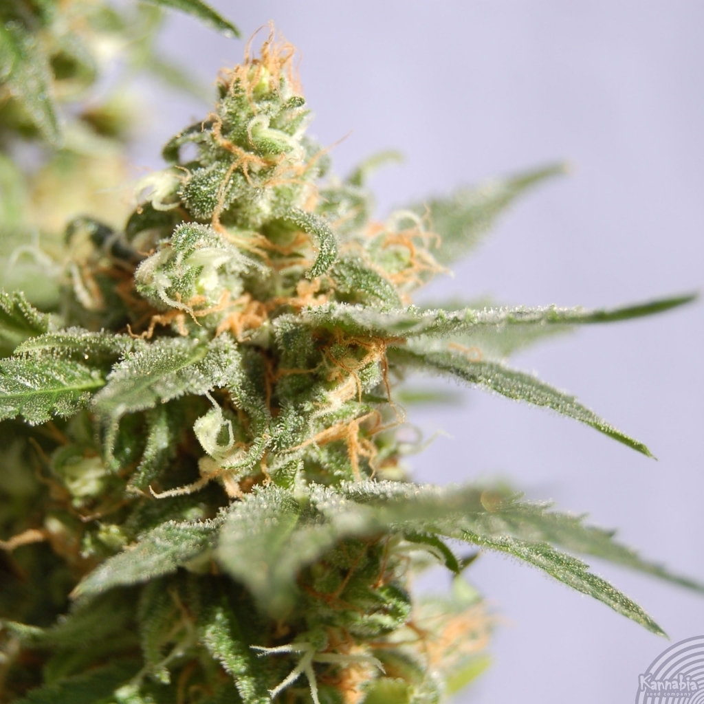 Kannabia Seeds - Smile (fem.)