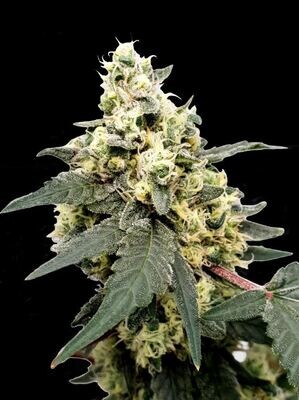 Paradise Seeds - Lemonade Auto (auto/fem.) 09155