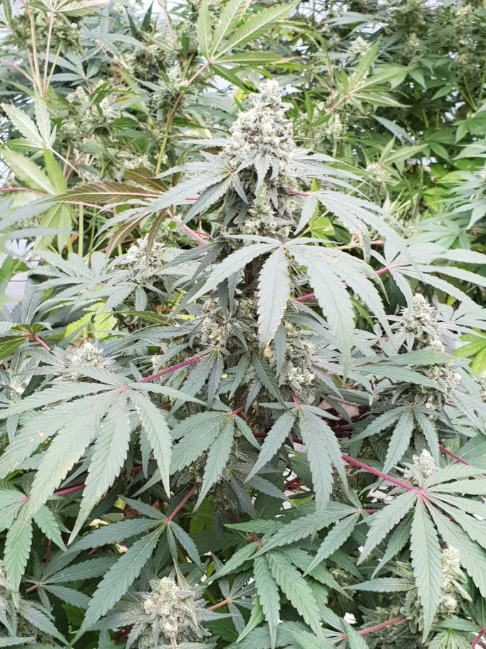 Paradise Seeds - Lemonade Auto (auto/fem.)