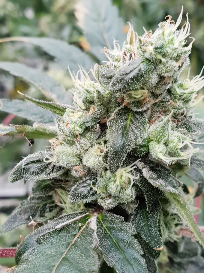 Paradise Seeds - Lemonade Auto (auto/fem.)