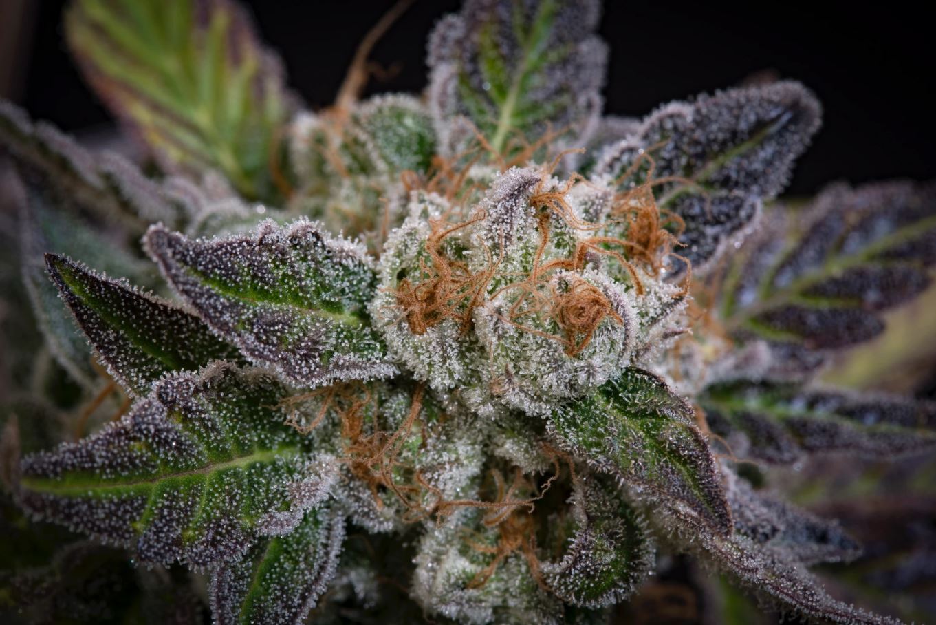 Paradise Seeds - Sweetopia (fem.)