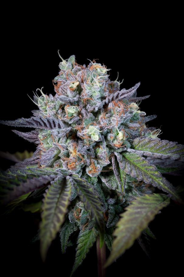 Paradise Seeds - Purple Mints (fem.)