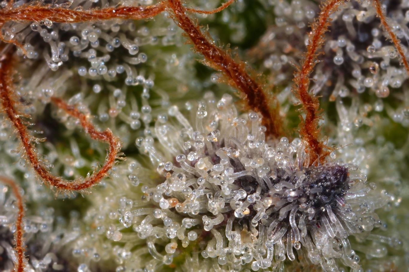 Paradise Seeds - Sweetopia (fem.)