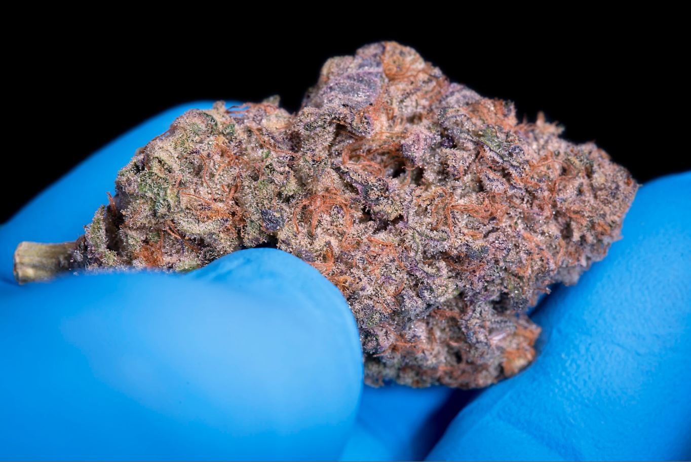 Paradise Seeds - Sweetopia (fem.)