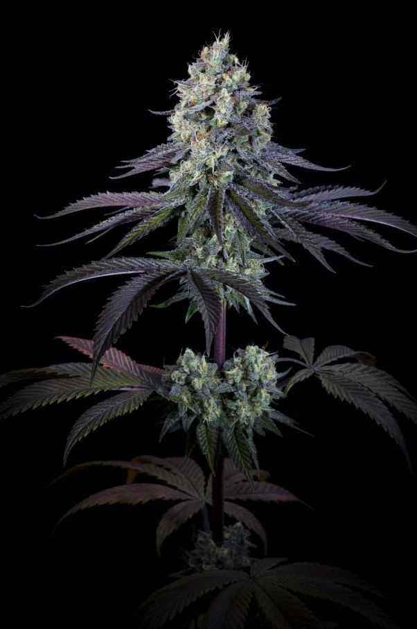 Paradise Seeds - Purple Mints (fem.)