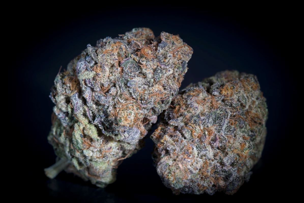 Paradise Seeds - Gulupa (fem.)