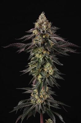 Paradise Seeds - Sunset Paradise (fem.) 09156