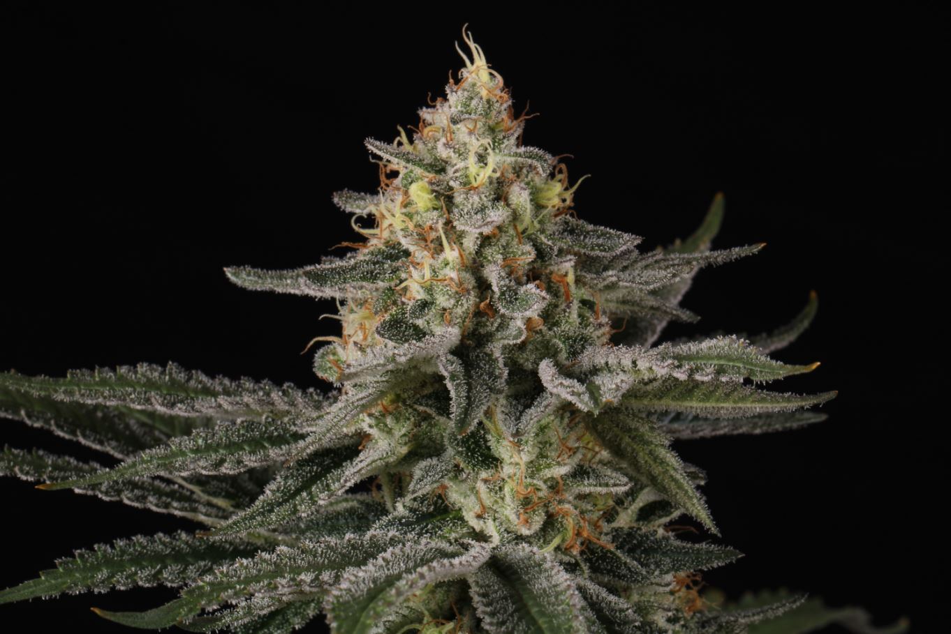 Paradise Seeds - Sunset Paradise (fem.)