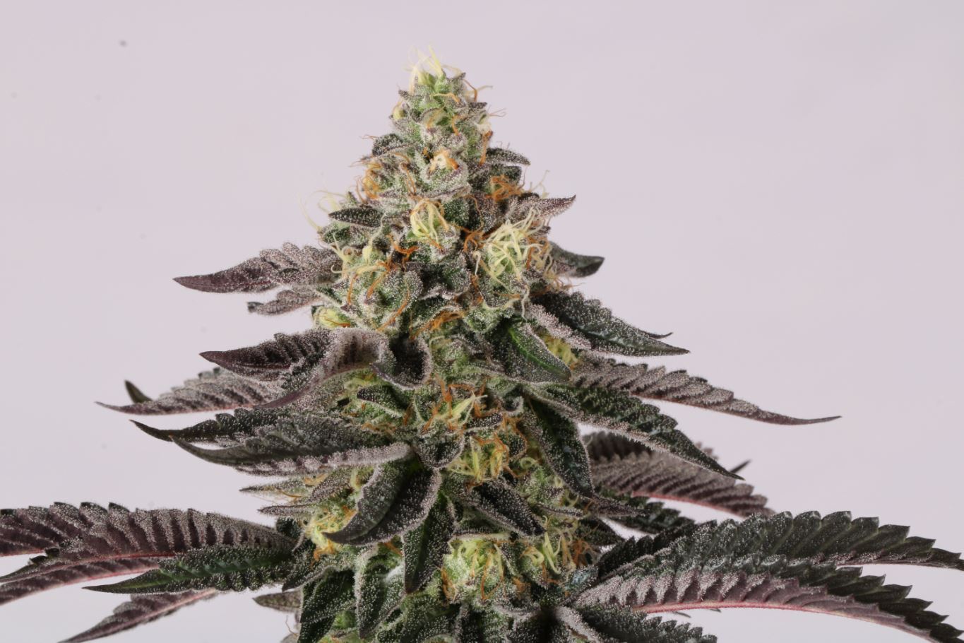 Paradise Seeds - Sunset Paradise (fem.)