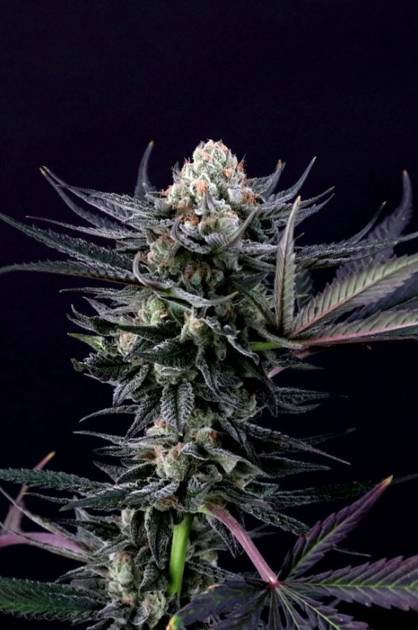 Paradise Seeds - Caramba (fem.)