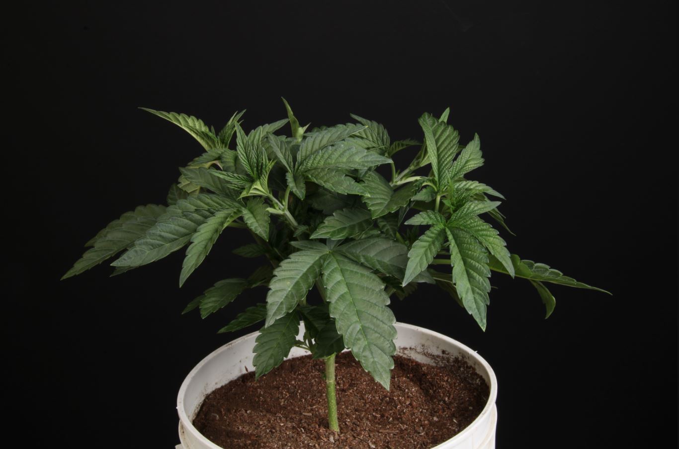 Paradise Seeds - Sunset Paradise (fem.)