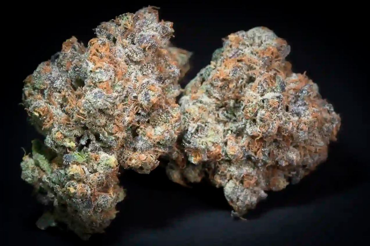 Paradise Seeds - Caramba (fem.)
