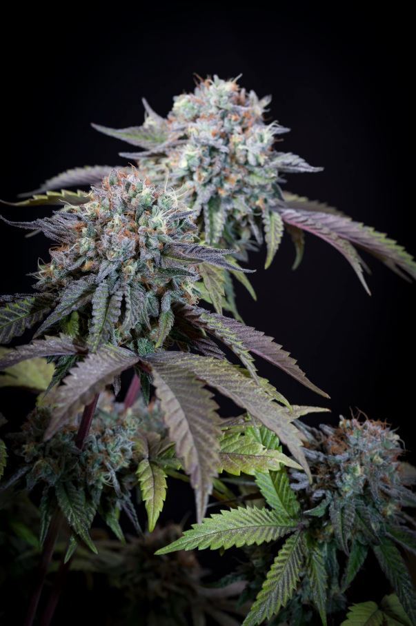 Paradise Seeds - Gulupa (fem.)