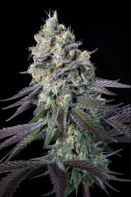 Paradise Seeds - Purple Mints (fem.) 09158