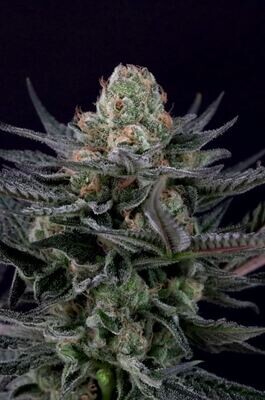 Paradise Seeds - Caramba (fem.) 09159