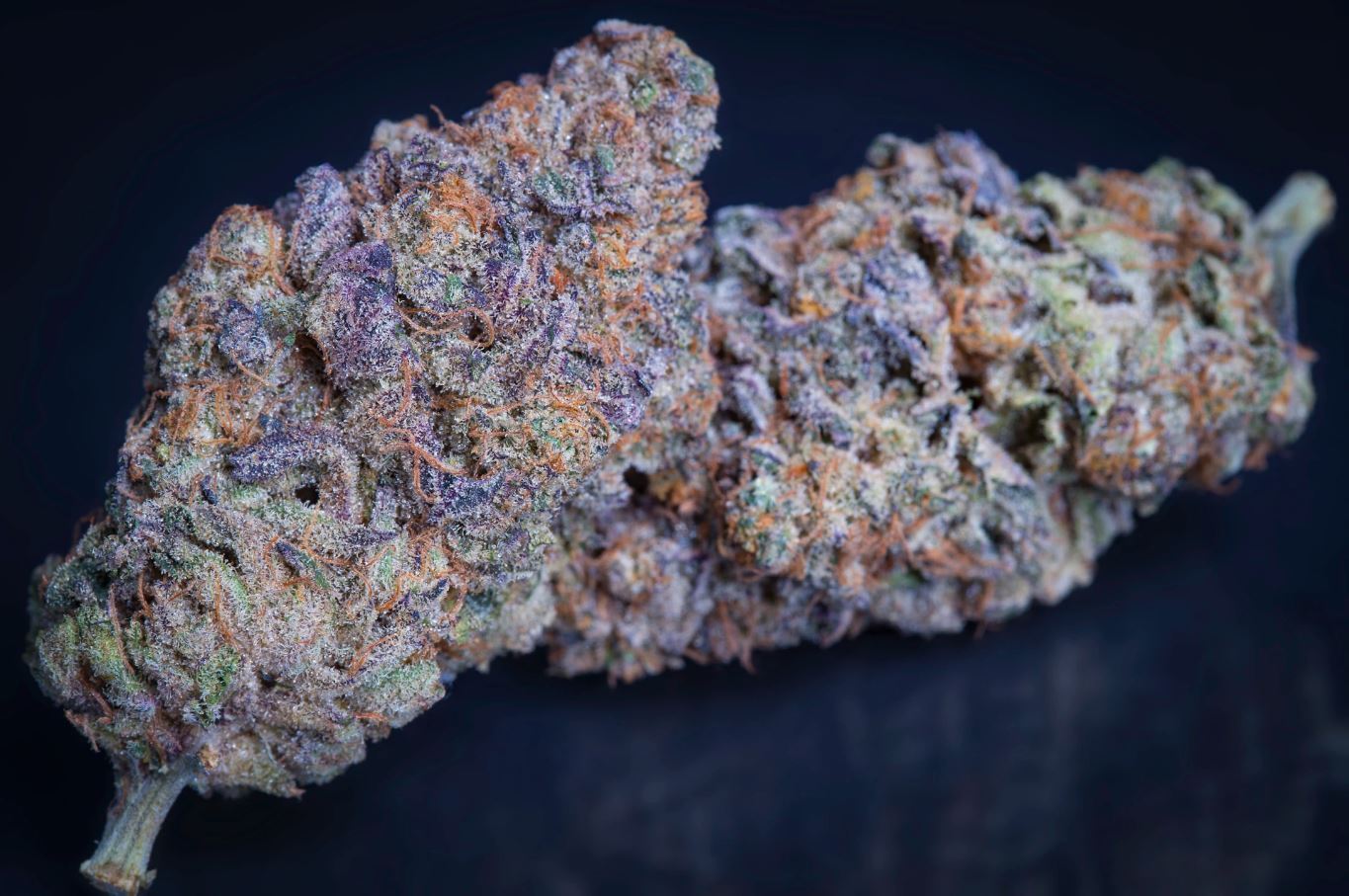 Paradise Seeds - Sweetopia (fem.)