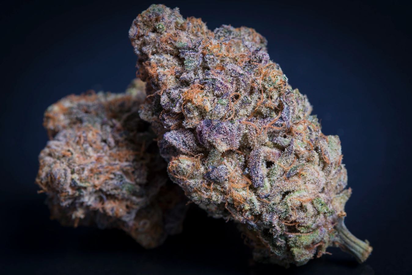 Paradise Seeds - Sweetopia (fem.)