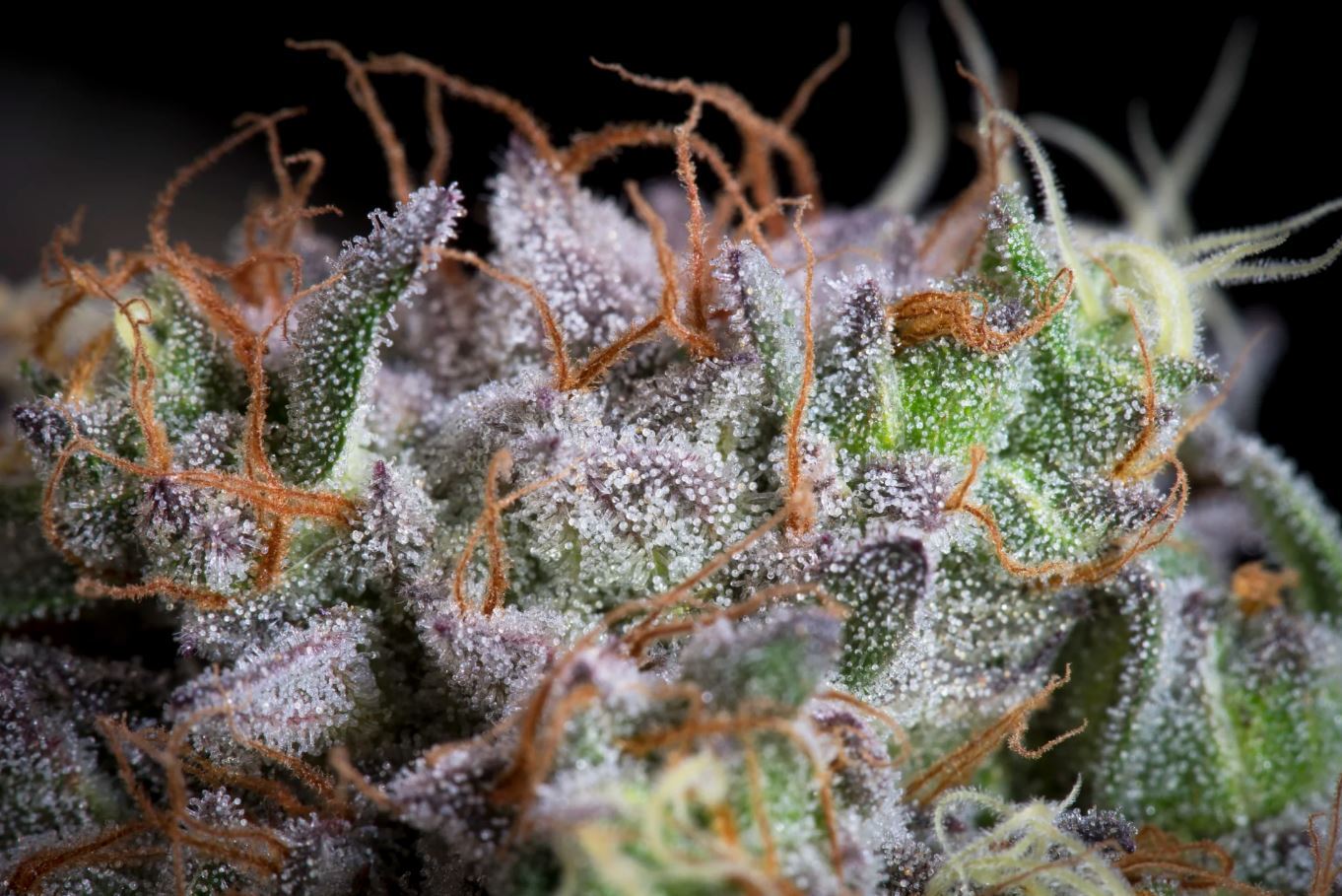 Paradise Seeds - Purple Mints (fem.)