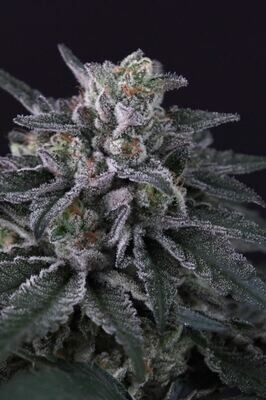 Paradise Seeds - Gulupa (fem.) 09161