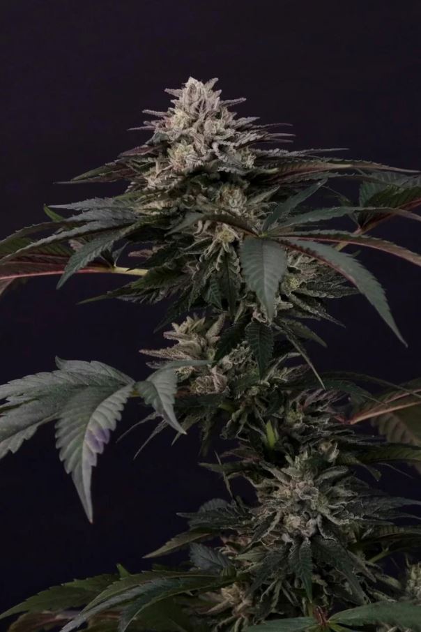 Paradise Seeds - Gulupa (fem.)