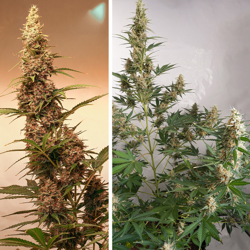 Dutch Passion - Auto SFV OG (auto/fem.)