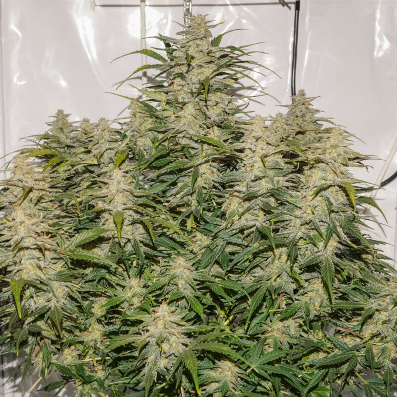 Dutch Passion - Auto SFV OG (auto/fem.)