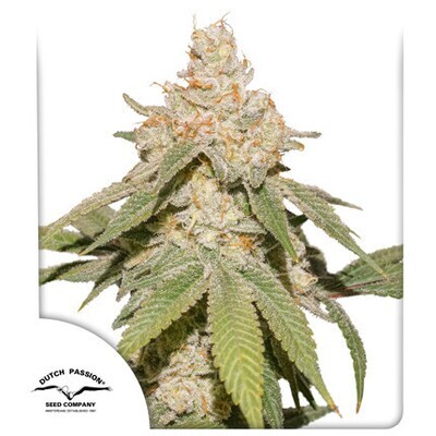 Dutch Passion - Auto SFV OG (auto/fem.) 09165