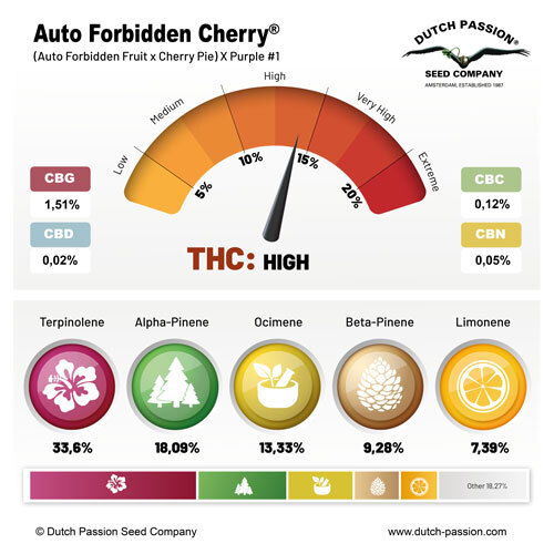 Dutch Passion - Auto Forbidden Cherry (auto/fem.)