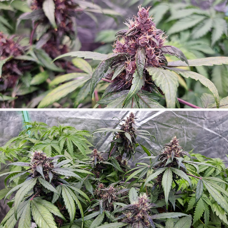 Dutch Passion - Auto Forbidden Cherry (auto/fem.)