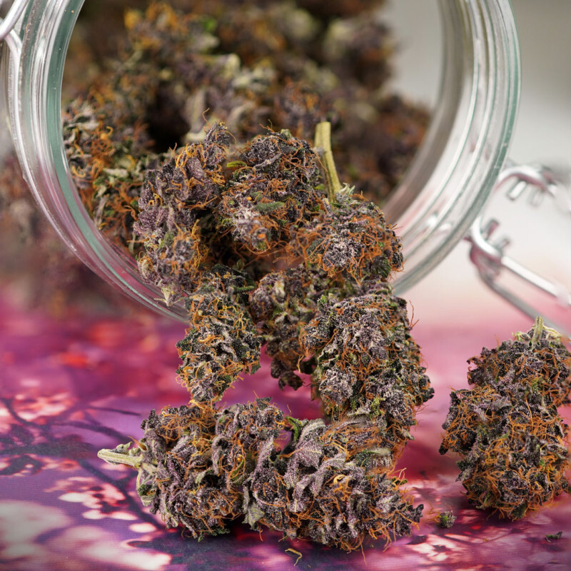 Dutch Passion - Auto Forbidden Cherry (auto/fem.)