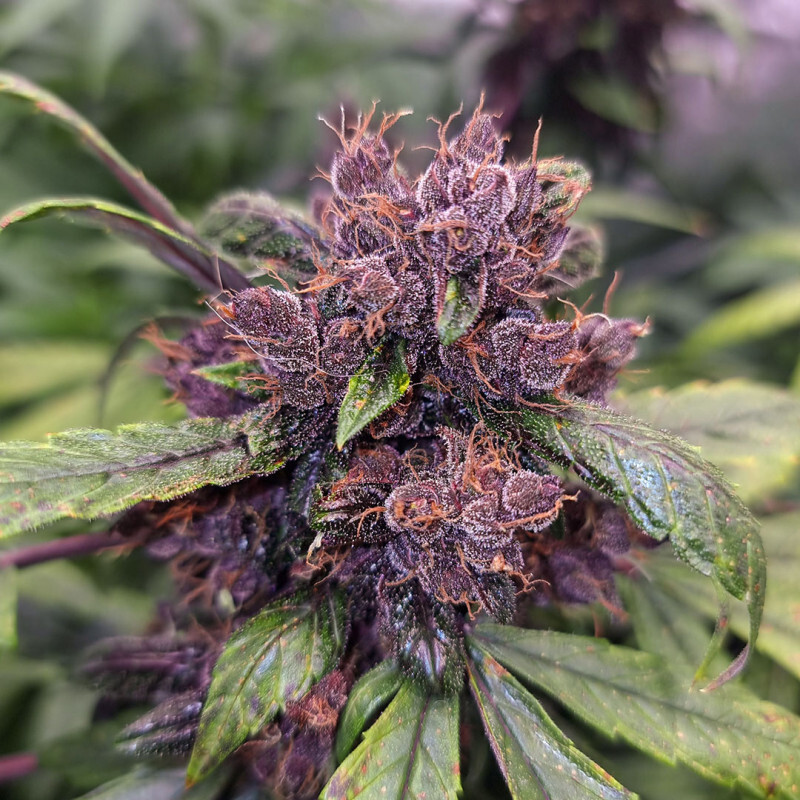 Dutch Passion - Auto Forbidden Cherry (auto/fem.)