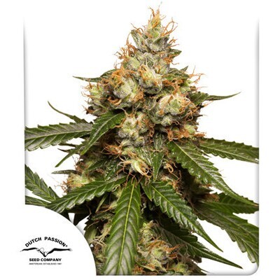 Dutch Passion - Auto THC-Victory (auto/fem.) 09171