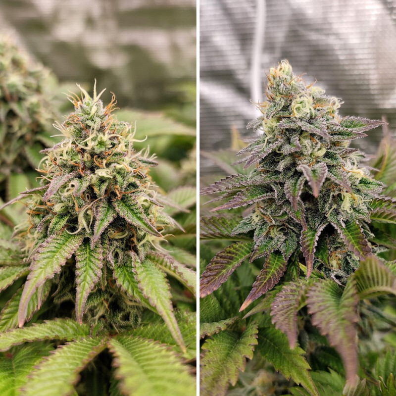 Dutch Passion - Tropical Tangie (fem.)