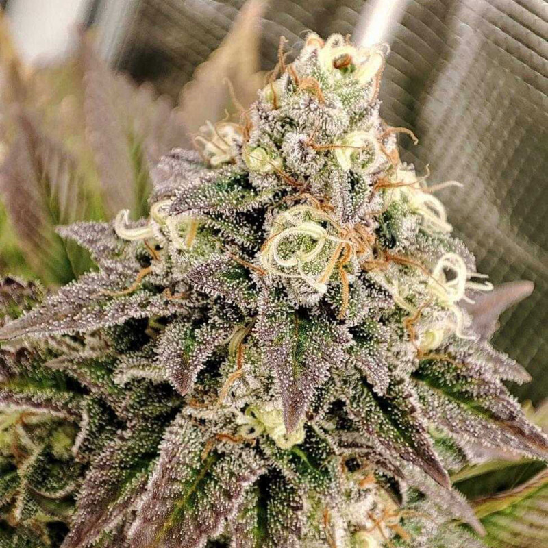Dutch Passion - Tropical Tangie (fem.)
