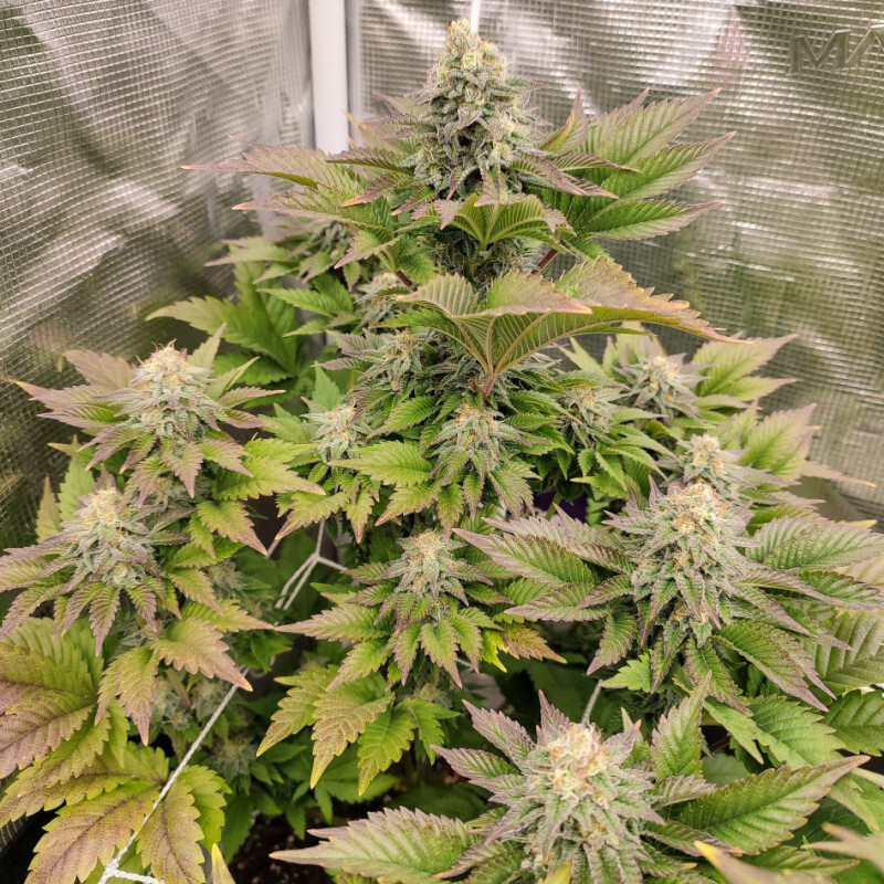 Dutch Passion - Tropical Tangie (fem.)