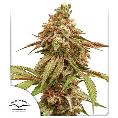 Dutch Passion - Tropical Tangie (fem.) 09172