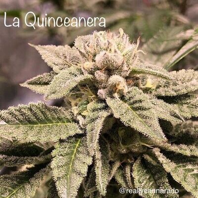 Cannarado Genetics - La Quinceanera (fem.) 09181