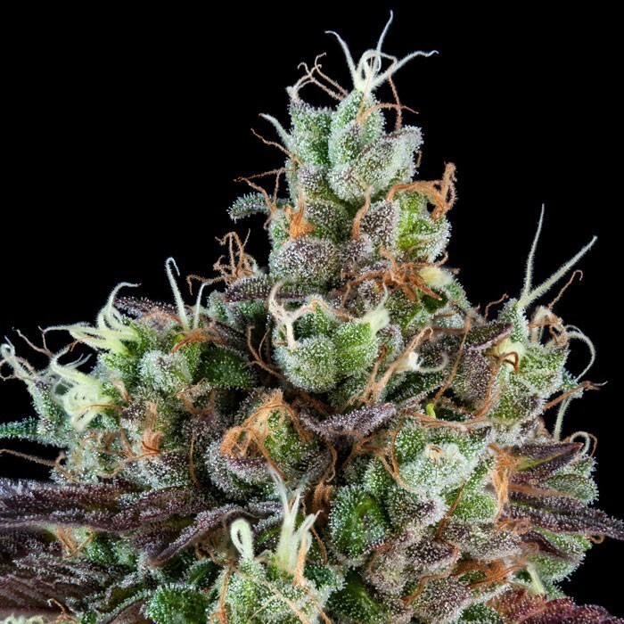 Ripper Seeds - Sour Ripper Auto (fem.)
