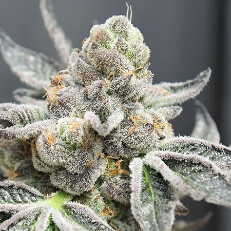 Ripper Seeds - Radical Juice Auto (fem.)