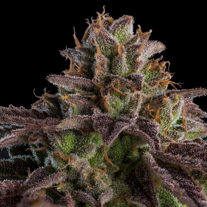 Ripper Seeds - Kmintz Auto (fem.)