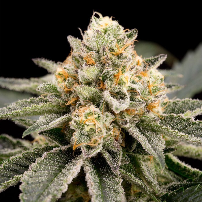 Ripper Seeds - Zombie Bride (fem.)
