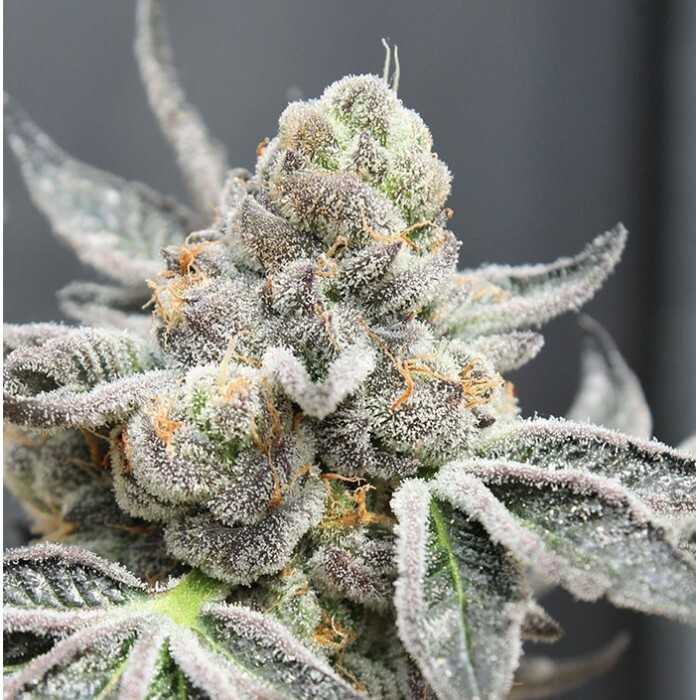 Ripper Seeds - Break Pad Breath (fem.)