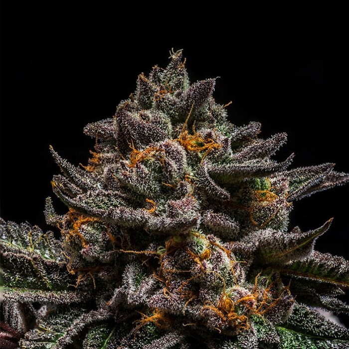 Ripper Seeds - Braincake (fem.)